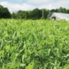 4010 Field Pea -SeedGarden Store 00092g 01 4010fieldpea