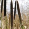 Hybrid Pearl Millet -SeedGarden Store 00187 01 pearl millet