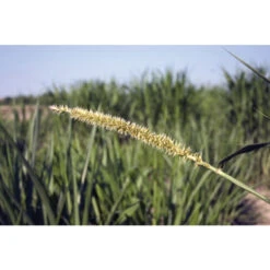 Front Page -SeedGarden Store 00187 02 pearlmillet