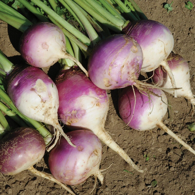 Purple Top Forage Turnips 2 Purple Top Forage Turnips