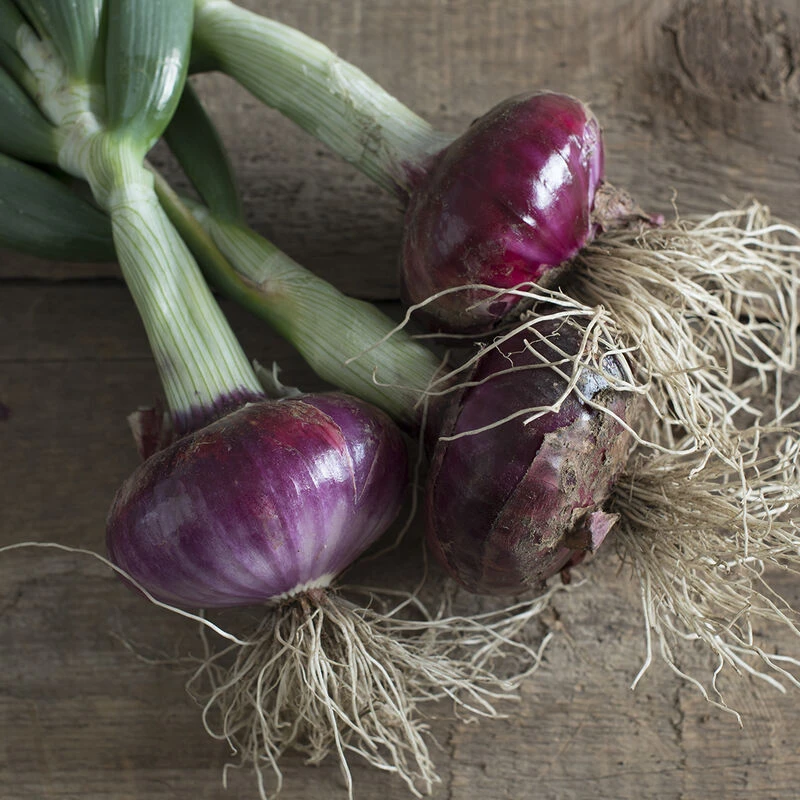 Desert Sunrise 3 Desert Sunrise