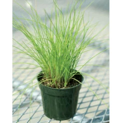 Staro -SeedGarden Store 00840 03 staro