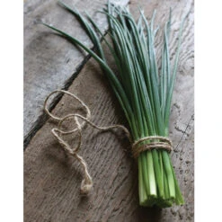 Staro -SeedGarden Store 00840 04 staro