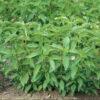 Lime -SeedGarden Store 00848g 01 limebasil