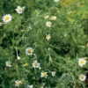 Roman Chamomile -SeedGarden Store 00881 01 romanchamo
