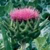 Milk Thistle -SeedGarden Store 00890 01 milkthistle