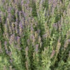 Hyssop -SeedGarden Store 00896 01 hyssop