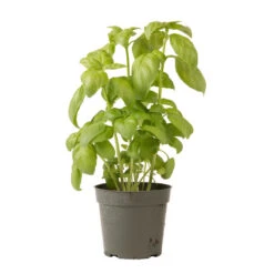 Genovese -SeedGarden Store 00911 06 genovese