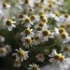 Common Chamomile -SeedGarden Store 00914 01 commonchamo