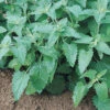 Catnip -SeedGarden Store 00916 01 catnip