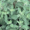 Sweet Marjoram 2 Sweet Marjoram -SeedGarden Store 00928 01 sweet marjarim