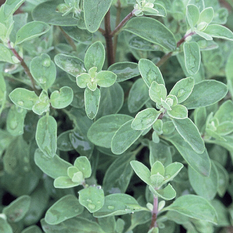 Sweet Marjoram 3 Sweet Marjoram