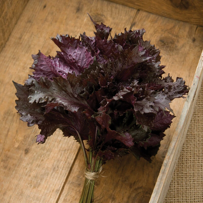 Red Shiso 3 Red Shiso