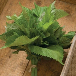 Green Shiso