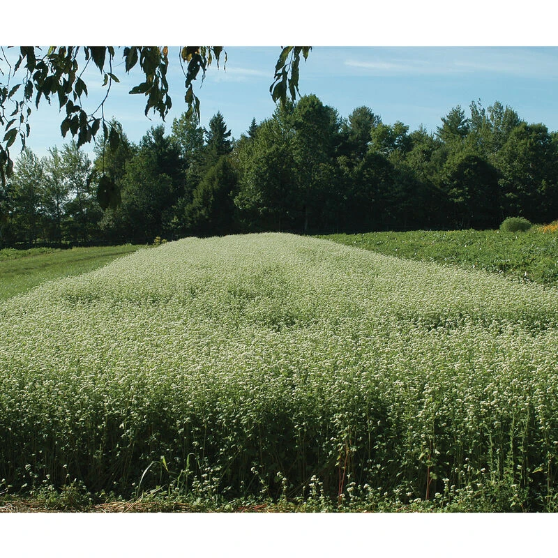 Front Page -SeedGarden Store 00966g 02 buckwheat