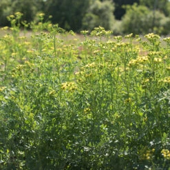 Rue -SeedGarden Store 00974 03 rue