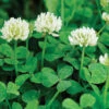 New Zealand White Clover 2 New Zealand White Clover -SeedGarden Store 00979 01 newzealandwhiteclover