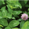 Mammoth Red Clover 1 Mammoth Red Clover -SeedGarden Store 00980g 01 mammoth red