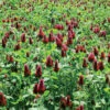 Crimson Clover -SeedGarden Store 00982 01 crimson clover