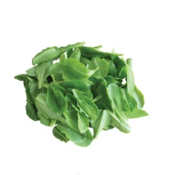 Parris Island -SeedGarden Store 02234n 03 parrisisland