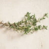 Summer -SeedGarden Store 02250 01 summerthyme