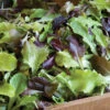 Allstar Gourmet Lettuce Mix -SeedGarden Store 02301 01 allstargourmethorz