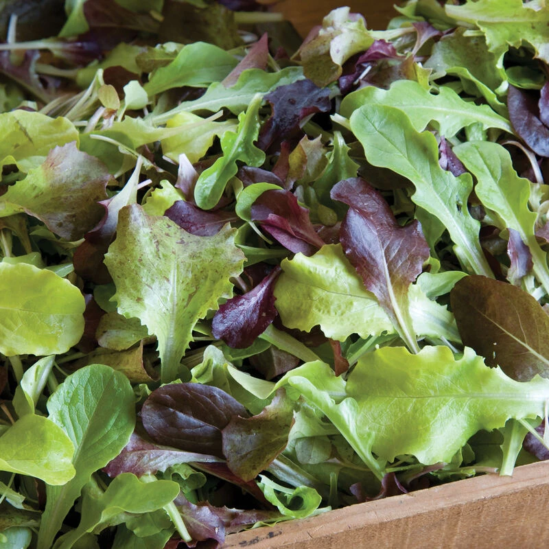 Allstar Gourmet Lettuce Mix 3 Allstar Gourmet Lettuce Mix