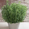 Stevia -SeedGarden Store 02305g 01 stevia