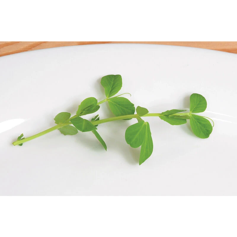 Field Peas (Maxum) 4 Field Peas (Maxum) - Image 2