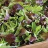 Encore Lettuce Mix -SeedGarden Store 02366g 01 encoreharvesthorz