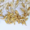 Oats (Common) -SeedGarden Store 02509g 01 commonoats