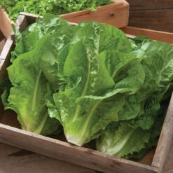 Salvius -SeedGarden Store 02543jp 02 salvius