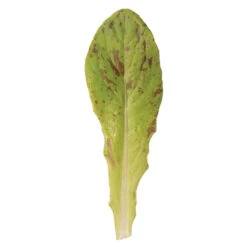 Flashy Trout Back -SeedGarden Store 02716ng 02 flashytroutbacksalad