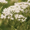 Common Valerian -SeedGarden Store 02734 01 comvalerian