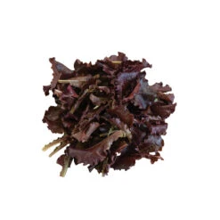 Annapolis -SeedGarden Store 02802g 02 annapolissalad