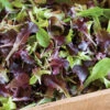 Wildfire Lettuce Mix -SeedGarden Store 02850 01 wildfiremixhorz