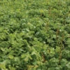 Oilseed Radish 2 Oilseed Radish -SeedGarden Store 02906 02 oilseedradish