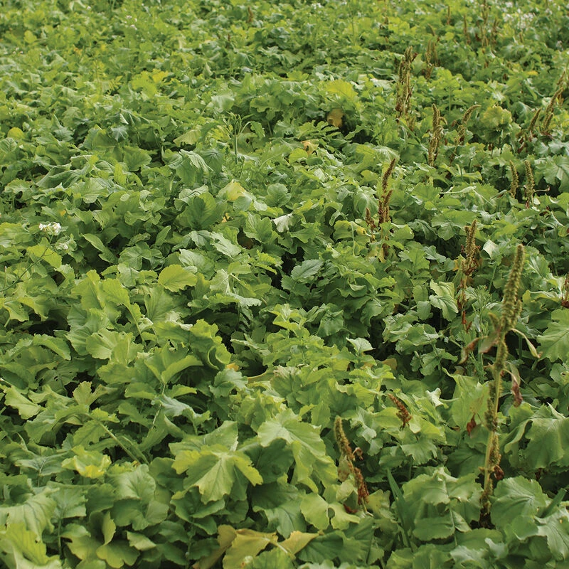 Oilseed Radish 3 Oilseed Radish