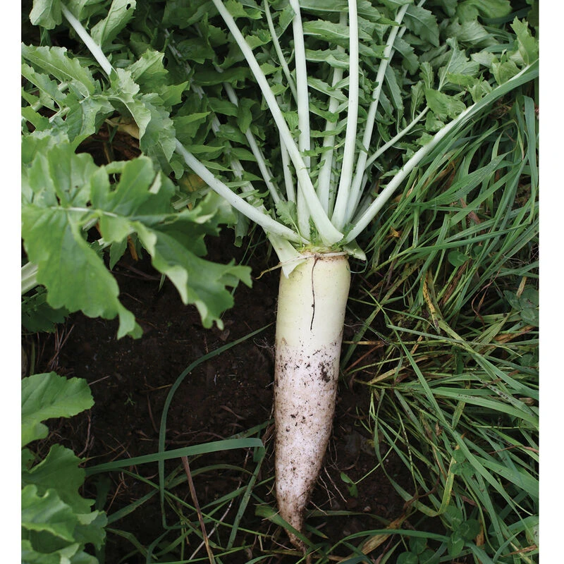 Oilseed Radish 5 Oilseed Radish - Image 3
