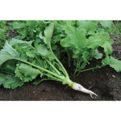 Oilseed Radish 10 Oilseed Radish -SeedGarden Store 02906 04 oilseedradish