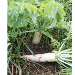 Oilseed Radish 11 Oilseed Radish -SeedGarden Store 02906 05 oilseedradish
