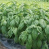 Genovese Compact, Improved 1 Genovese Compact, Improved -SeedGarden Store 02922 03 genovesecompactbasil