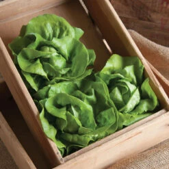 Rex -SeedGarden Store 02967jp 02 rex