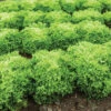 Salanova® Green Incised -SeedGarden Store 03052jp 04 greenincisedleaffield