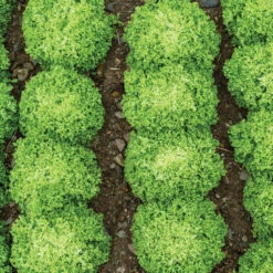 Salanova® Green Incised 5 Salanova® Green Incised -SeedGarden Store 03052jp 05 greenincisedleaffield