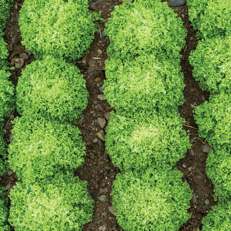 Salanova® Green Incised 4 Salanova® Green Incised - Image 2