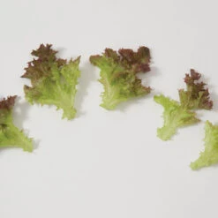 Salanova® Red Incised -SeedGarden Store 03053jp 02 redincisedleafgroup