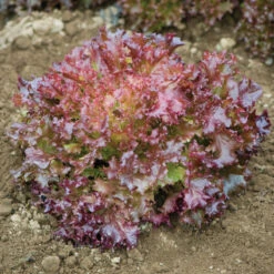 Salanova® Red Incised -SeedGarden Store 03053jp 03 redincisedleaffieldhorz