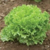 Salanova® Green Sweet Crisp -SeedGarden Store 03054jp 01 greensweetcrispfriseeheadfield