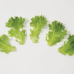 Salanova® Green Sweet Crisp -SeedGarden Store 03054jp 03 greensweetcrispfriseeleafgroup